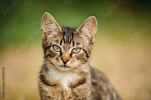 Portrait Of Small Cute Tabby Gray Cat Kitten At Blurred Green Grass
