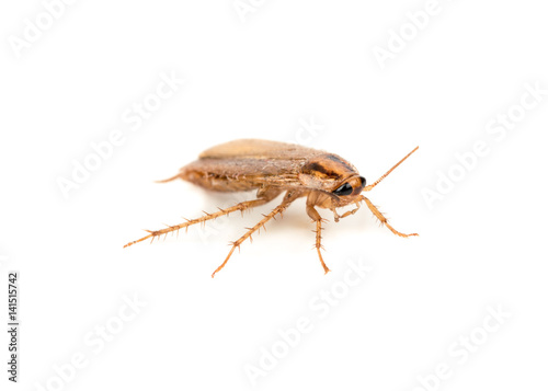 Small brown cockroach isolated on white background © andregric
