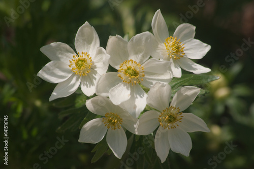 Anemone narcissiflora,Botanical Garden,valnontey,cogne,val of aosta,italy photo