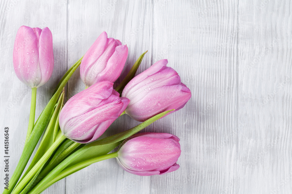Fresh pink tulip flowers Fresh pink tulip flowers
