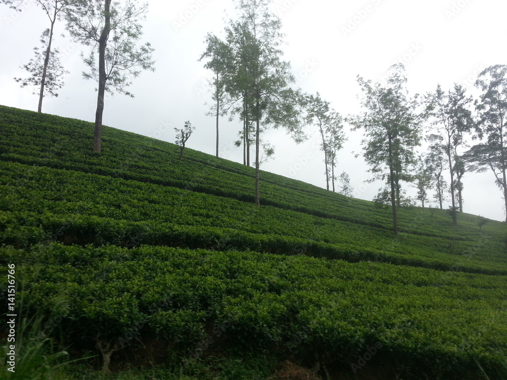 Sri Lanka. Nuwara Eliya. Tea plantations in the mountains