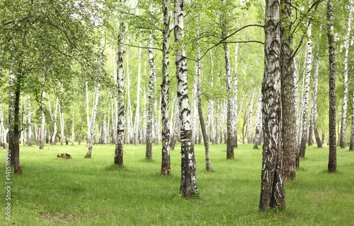 Fototapeta samoprzylepna trawa w gaju brzozowym rano wczesnym latem