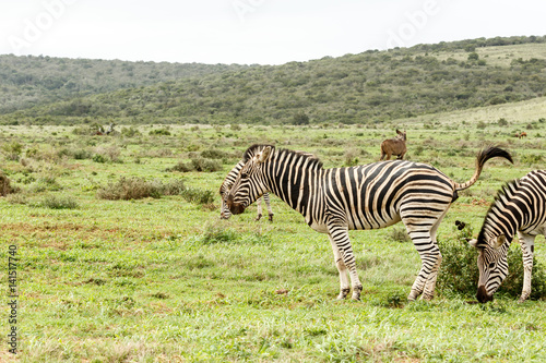 Zebra taking a dump in front of the other Zebra