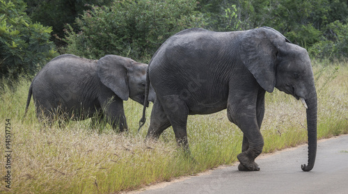 big elephant with young baby elephant  in kruger park