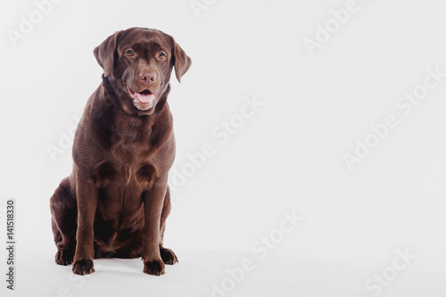 A dog labrador sits on a wh...