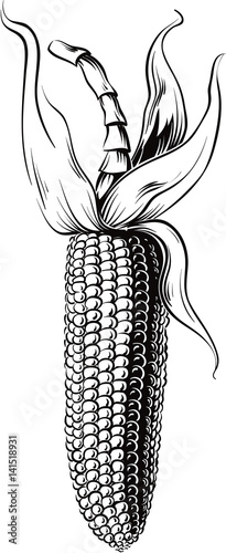 Cob of ripe corn.