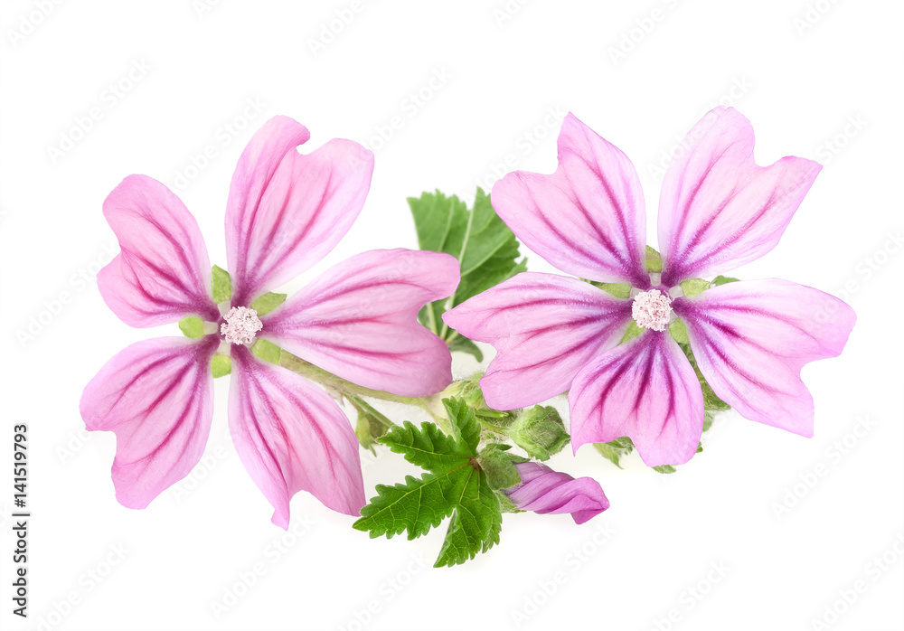 Fototapeta premium mallow flowers