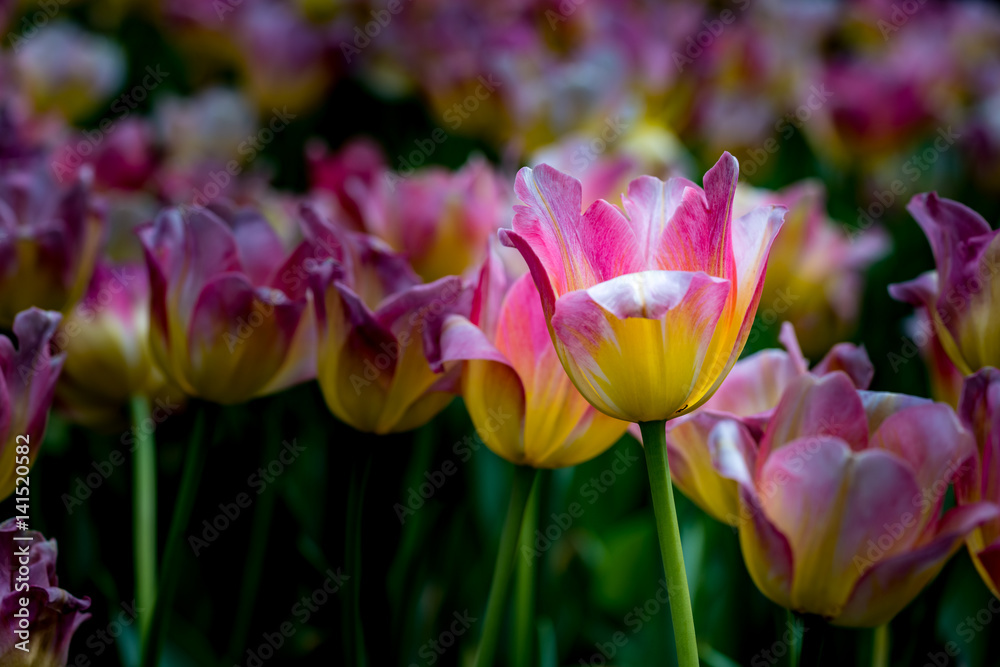 Colorful of tulip