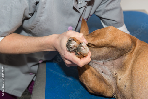 L'ostéopathie s'applique aussi sur les animaux domestiques c'est une approche thérapeutique non conventionnelle photo