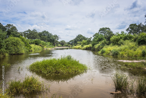 water in safari in kruger national park south africa