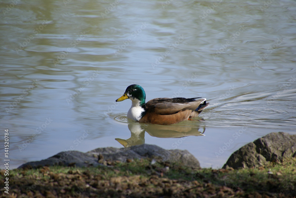 Fototapeta premium Stockente Hybrid 0175