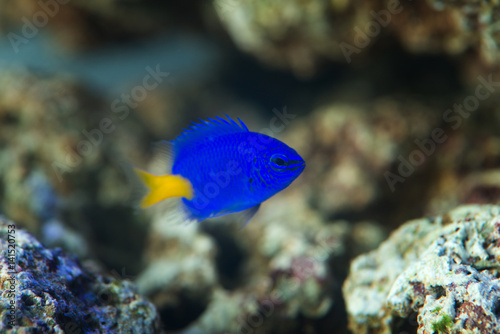 yellow tail damselfish