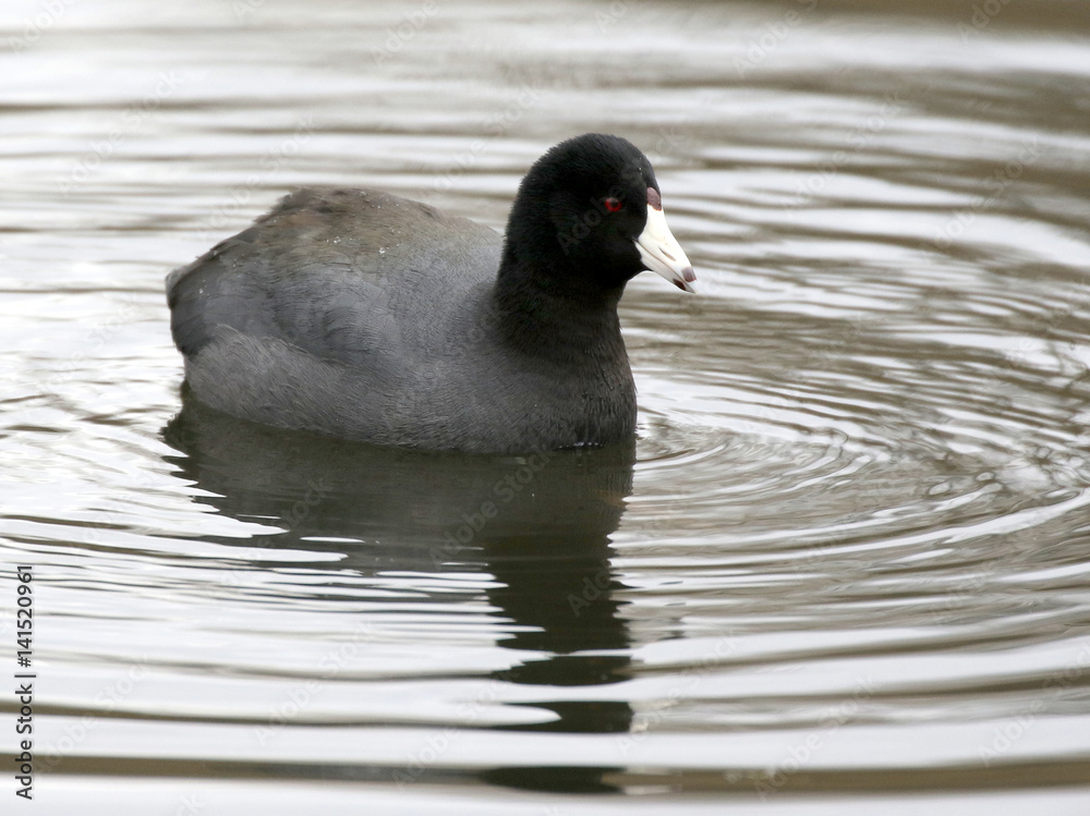 American Coot on a Pond with Reflections American Coot on a Pond with Reflections
