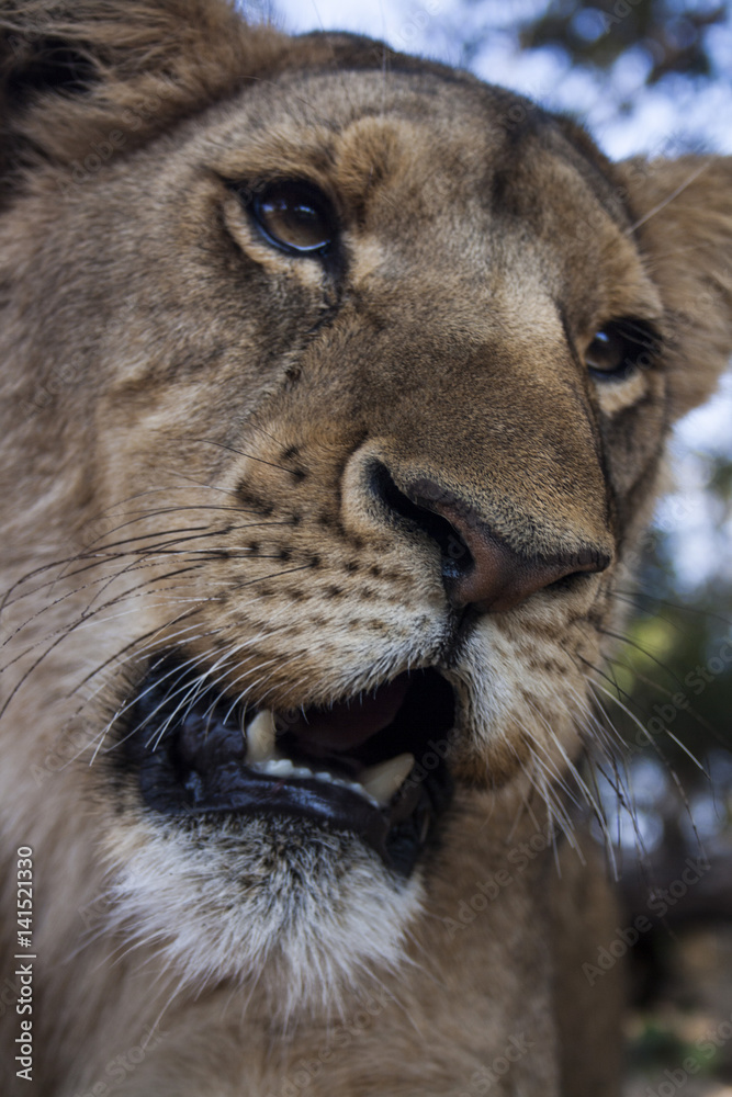 Fototapeta premium Lion