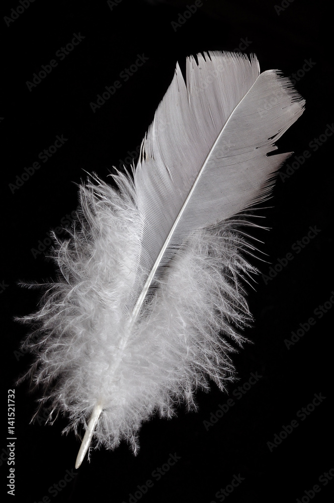 White bird's feather