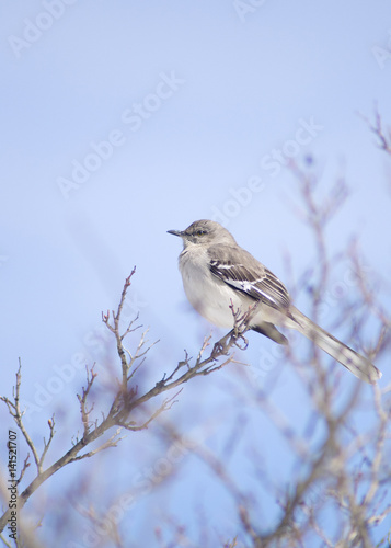 Mockingbird perched on a leafless branch, with bright blue skies in the background.