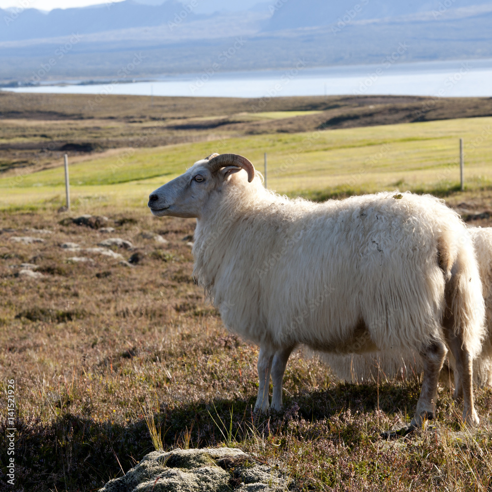 Obraz premium Iceland