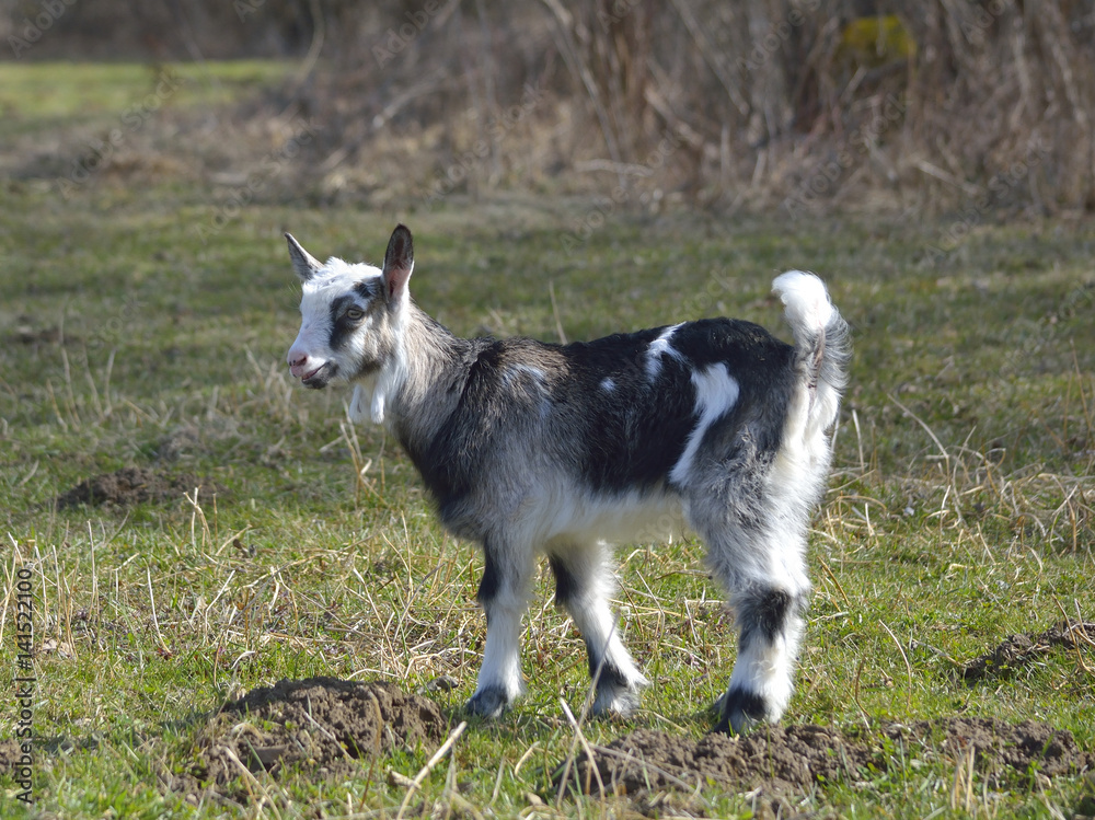Adorable baby goat on field in early spring