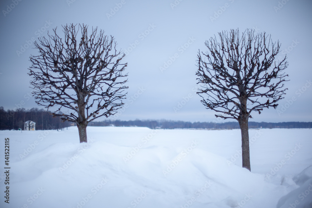 lonely trees on a winter landscape