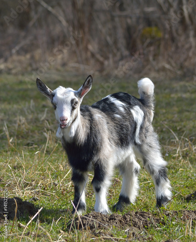 Adorable baby goat on field in early spring