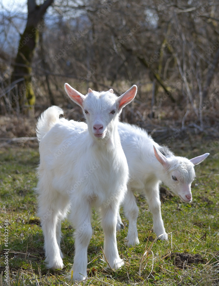 Adorable baby goat on field in early spring