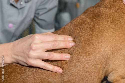 L'ostéopathie s'applique aussi sur les animaux domestiques c'est une approche thérapeutique non conventionnelle