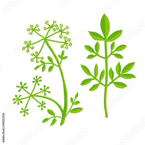 Poisonous plant, isolated on white background