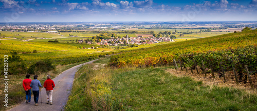 promenade dans les vignes