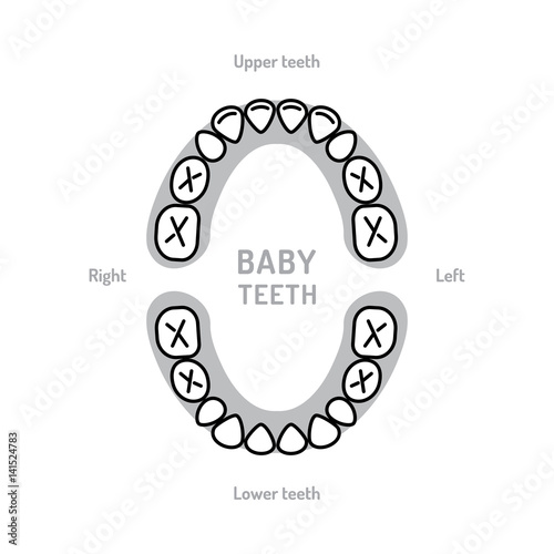 Baby Tooth Chart Baby mouth. Primary teeth, deciduous teeth, or milk teeth. Сhildren's dentistry thin line art icons