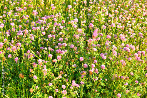 Red clover close up.