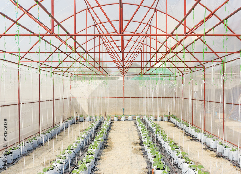 inside plant crops melon