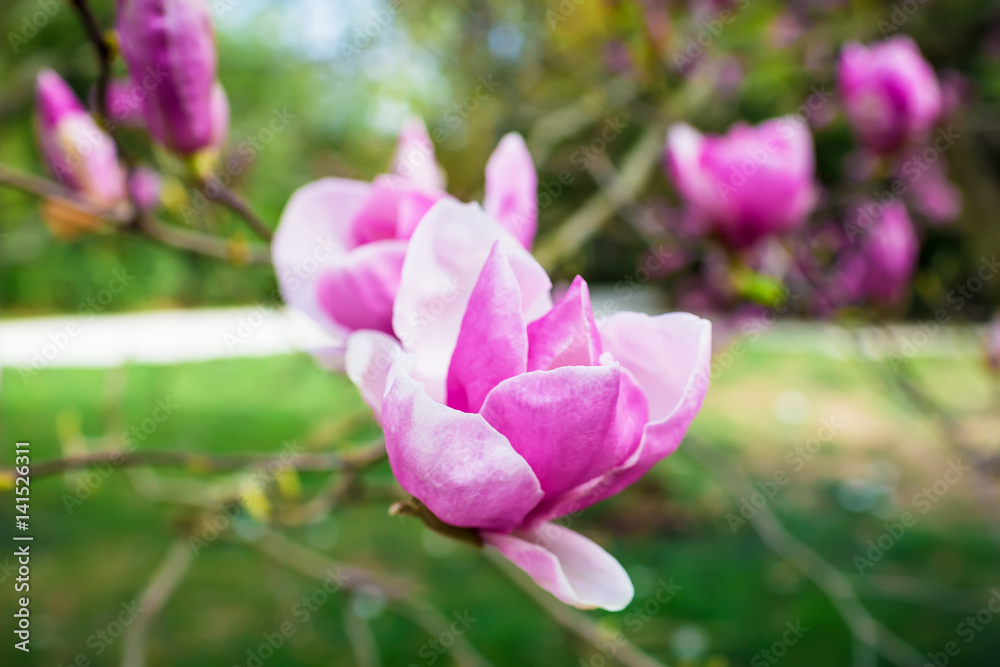 Close-up view of purple blooming magnolia. Beautiful spring bloom for magnolia tulip trees pink flowers. Floral background Close-up view of purple blooming magnolia. Beautiful spring bloom for magnolia tulip trees pink flowers. Floral background