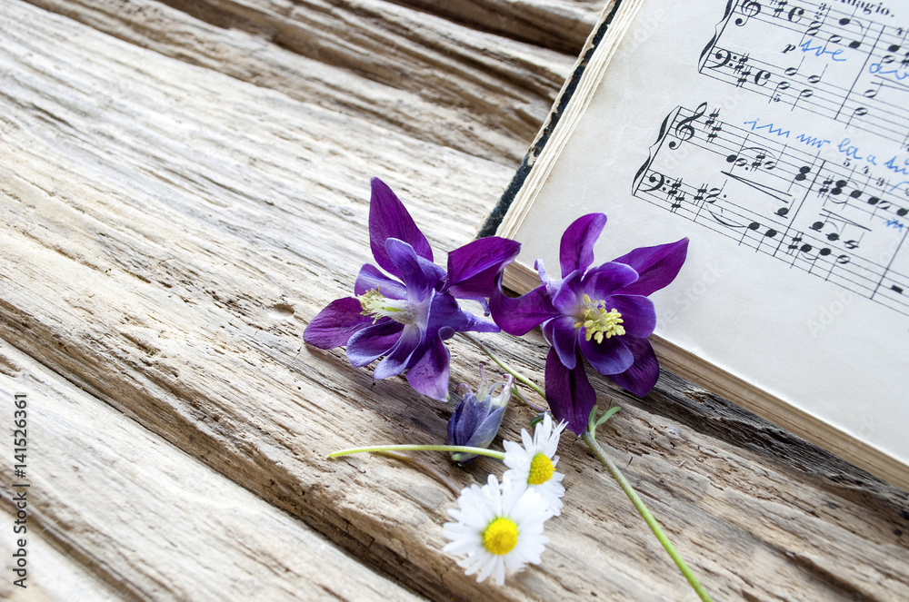 Altes Notenblatt mit lila Akelei (Aquilegia) und Gänseblümchen (Bellis perennis), Treibholz / Holz Hintergrund Altes Notenblatt mit lila Akelei (Aquilegia) und Gänseblümchen (Bellis perennis), Treibholz / Holz Hintergrund