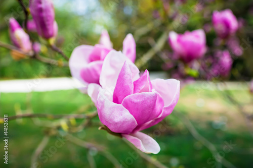 Close-up view of purple blooming magnolia. Beautiful spring bloom for magnolia tulip trees pink flowers. Floral background © artifirsov