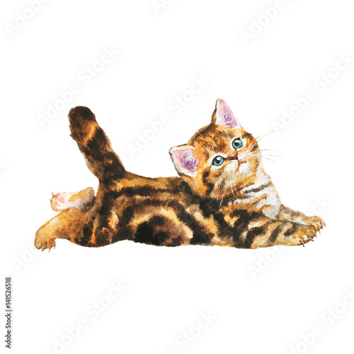 Photography Hand drawn fluffy scottish fold kitten portrait