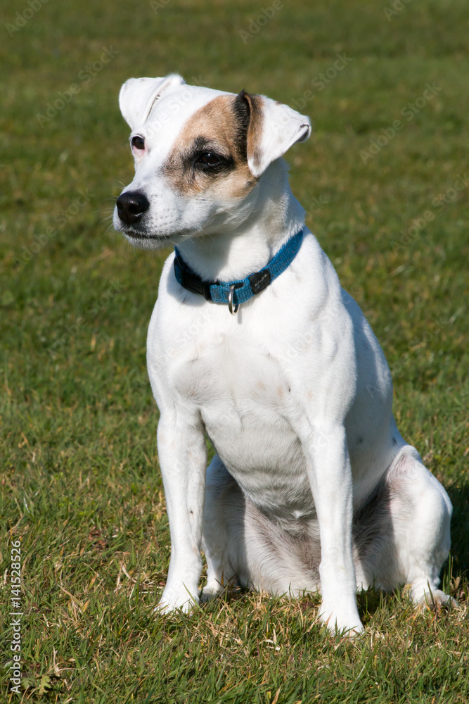 Jack Russel Terrier Dog sitting in Meadow