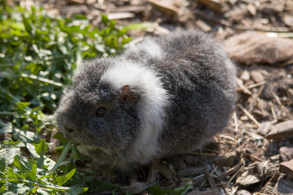 Grey white cheap guinea pig
