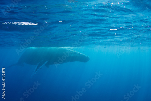 Humpback whale (Megaptera novaeangliae) swimming in the Caribbean Sea. © ead72