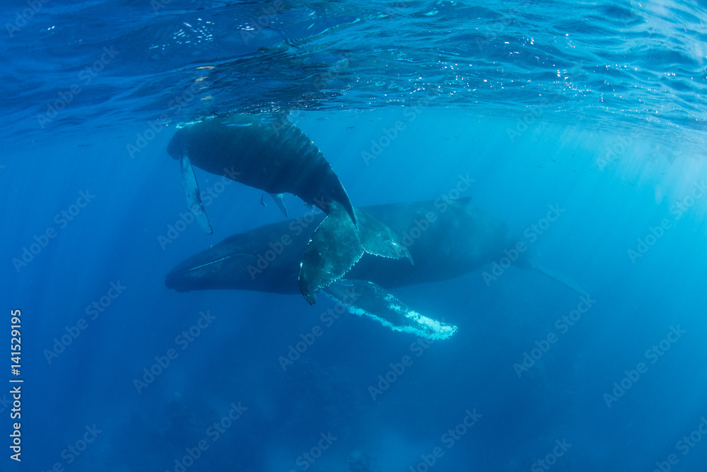 Fototapeta premium Humpback Whales in Caribbean Sea