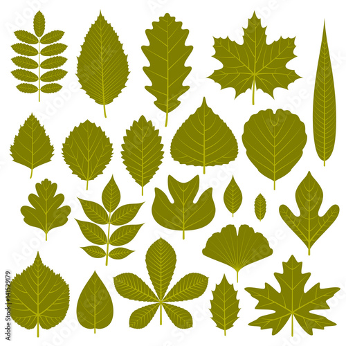 Set of  green leaves from different trees. Vector illustration. 