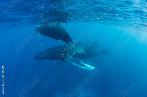 Humpback Whales in Caribbean Sea © ead72