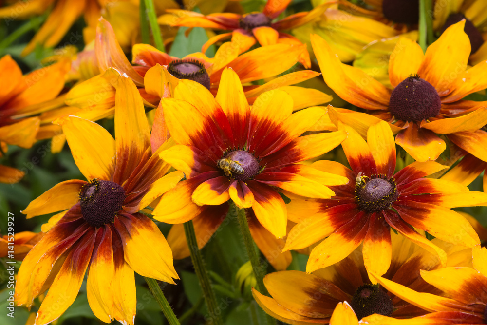 Black Eyed Susan, Rudbeckia hirta, red and yellow flowers close-up, selective focus, shallow DOF Black Eyed Susan, Rudbeckia hirta, red and yellow flowers close-up, selective focus, shallow DOF