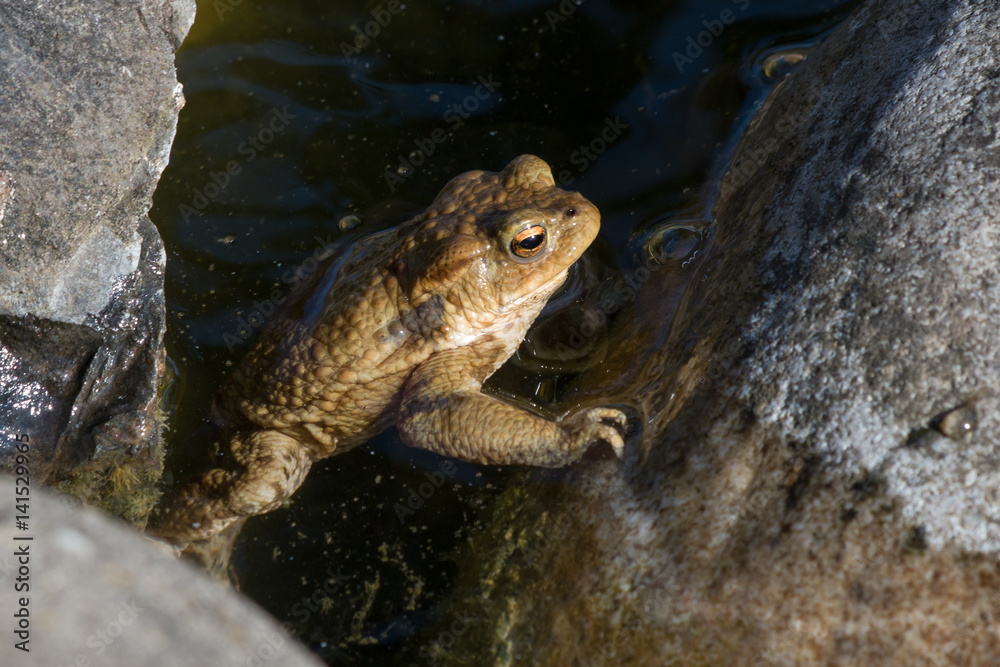 Toad in Water Toad in Water