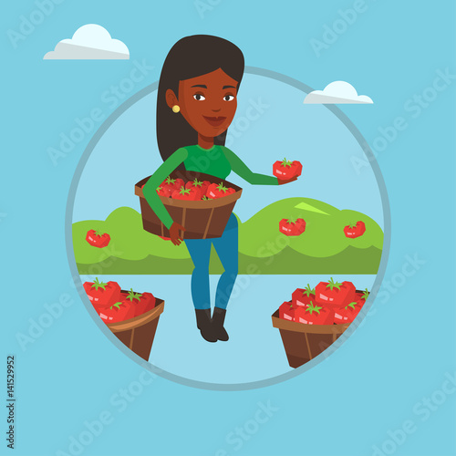 Farmer collecting tomatos vector illustration.