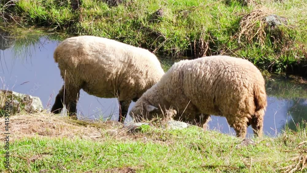 Ovelhas pastando. Ovelhas pastando.