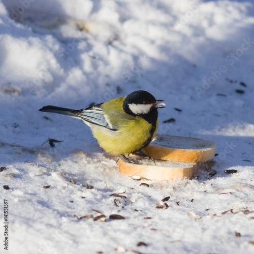 Great tit, Parus Major, close-up portrait in snow on bread with bokeh background, selective focus, shallow DOF