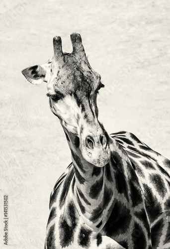Photography Portrait of Rothschild's giraffe, black and white
