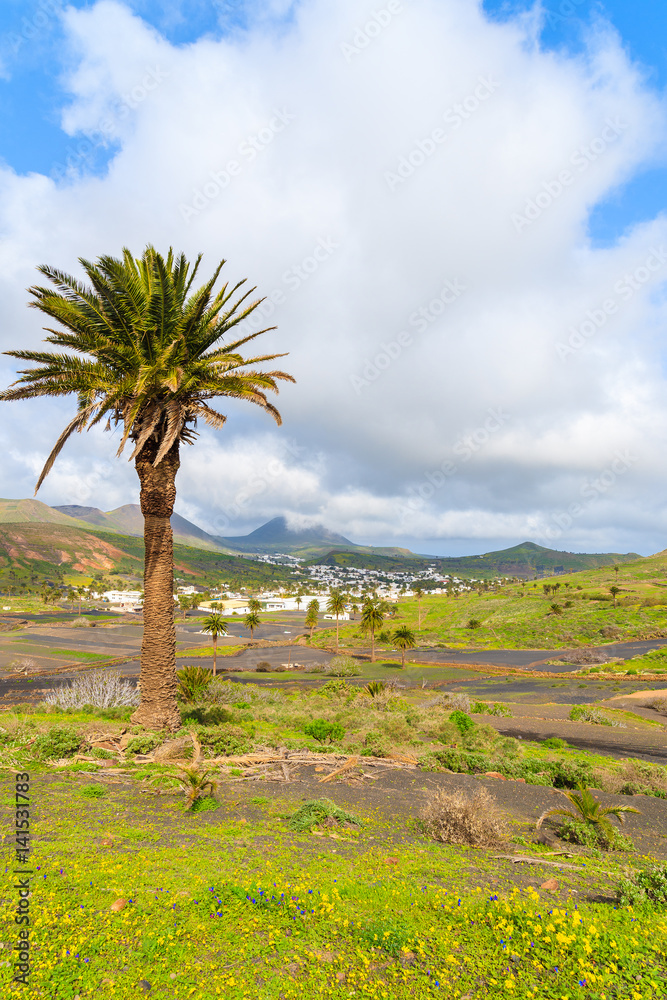 Palm trees in mountain valley near Haria village, Lanzarote island, Spain Palm trees in mountain valley near Haria village, Lanzarote island, Spain
