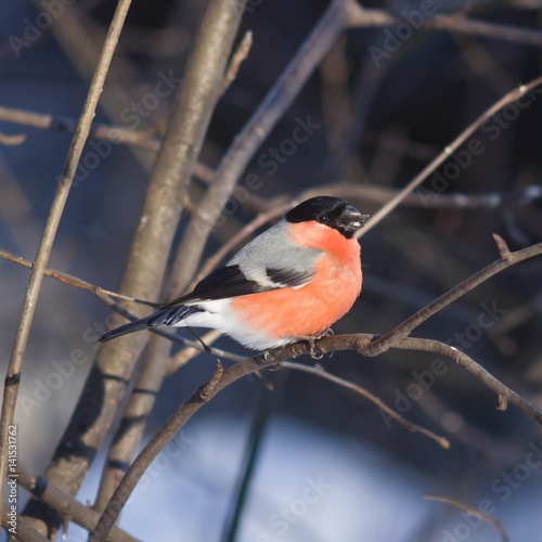 Red-colored Male of Eurasian Bullfinch, Pyrrhula pyrrhula, close-up portrait on branch with bokeh background, selective focus, shallow DOF © argenlant