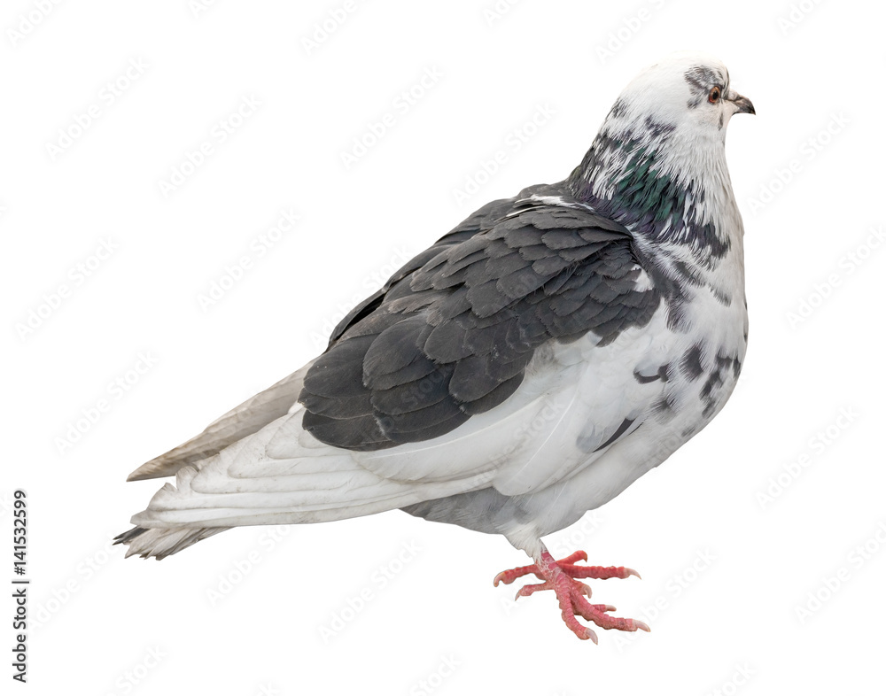 Beautiful pigeon